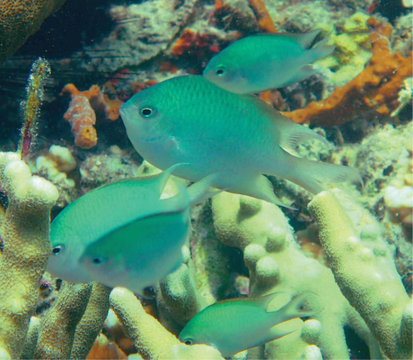 Altrichthys alelia fish (parents and offspring) in a coral reef