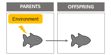 Illustration of transgenerational plasticity